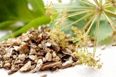 アンジェリカ ルート　Angelica root　（セリ科・草木）